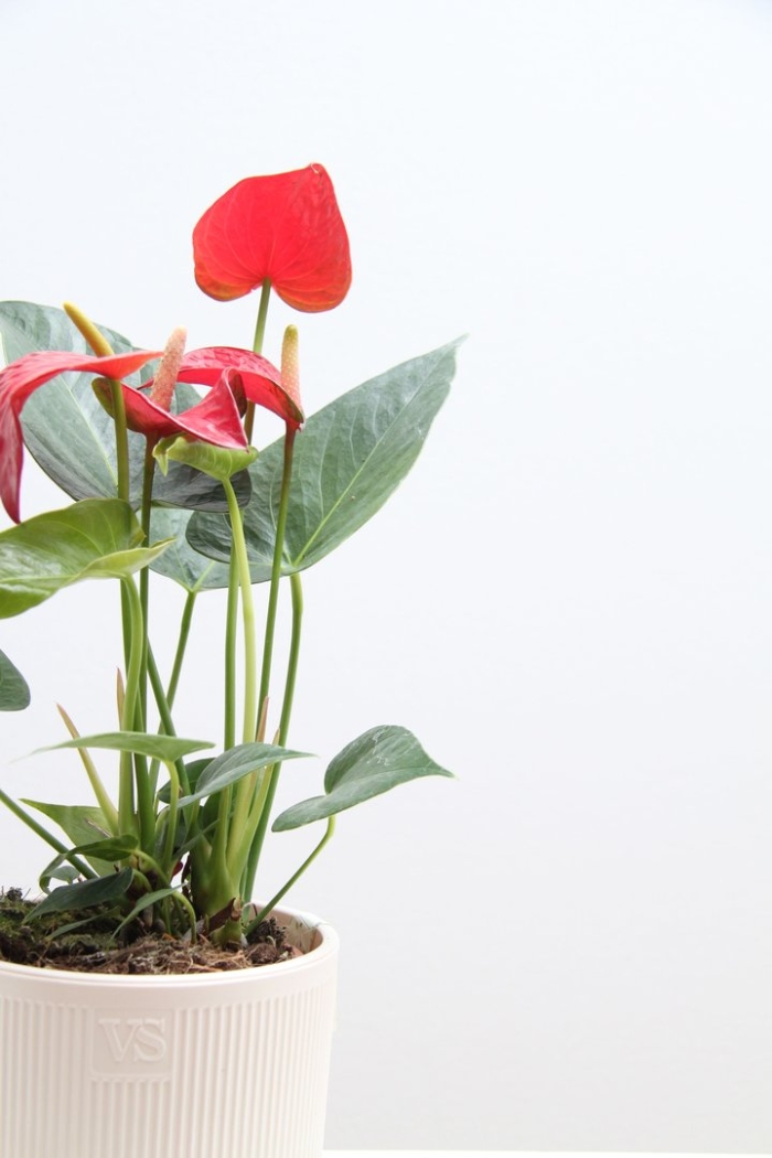 Антуриум red king