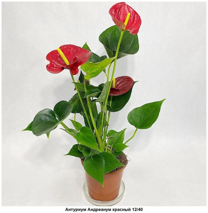 Антуриум андреанум