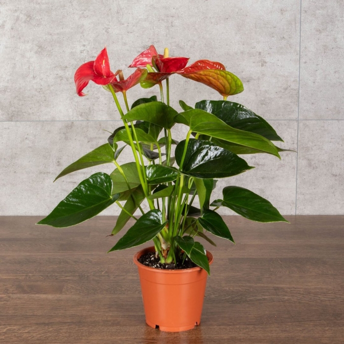 Антуриум андрианум красный