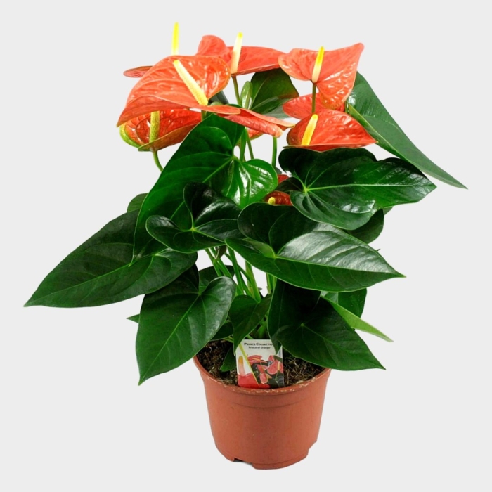 Антуриум оранж чемпион