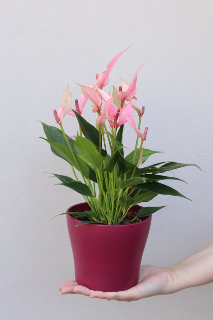 Антуриум лилли