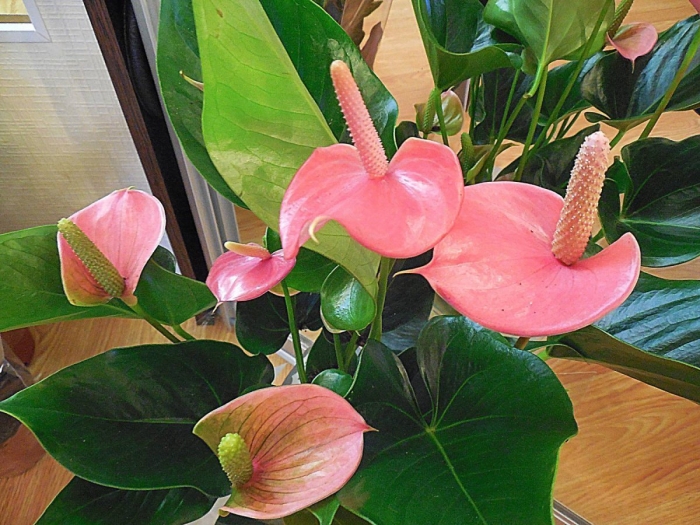 Антуриум розовый
