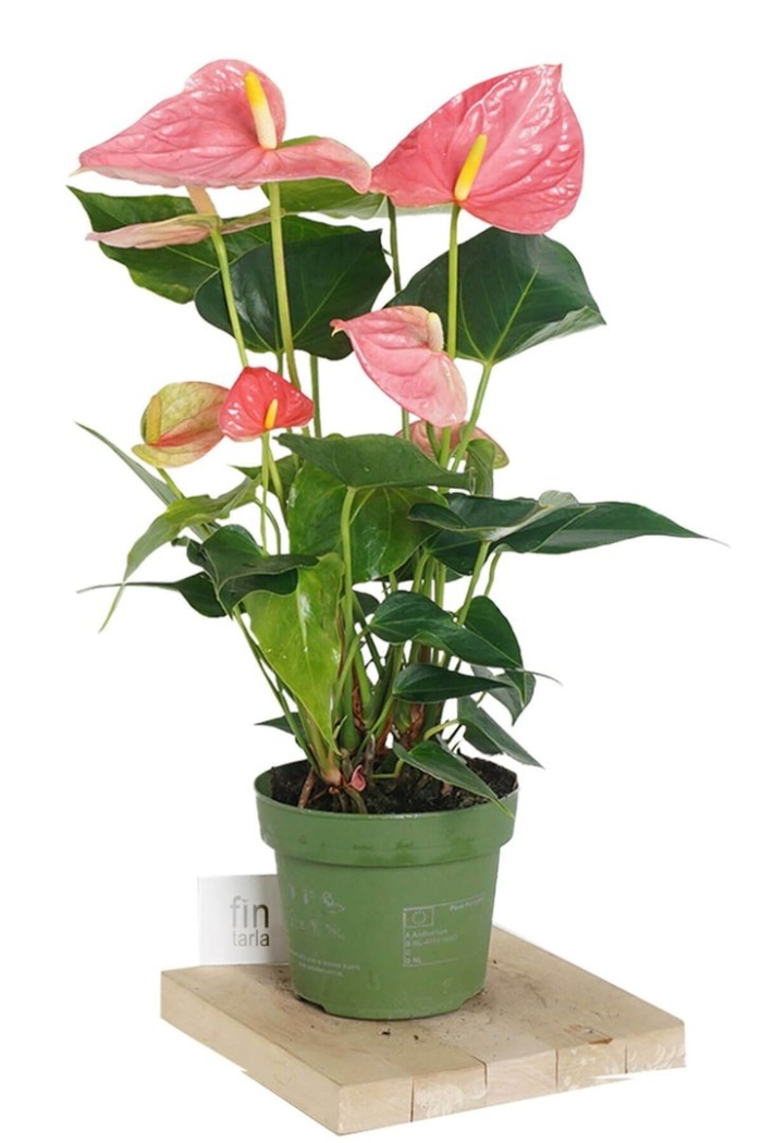 Anthurium andraeanum