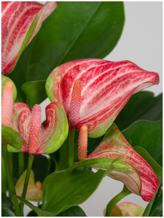 Антуриум ливиум