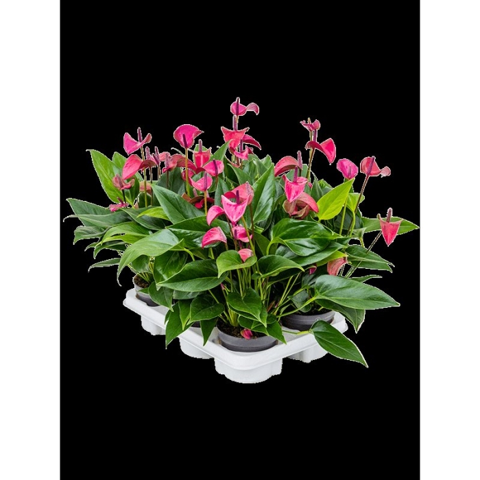 Антуриум цирано