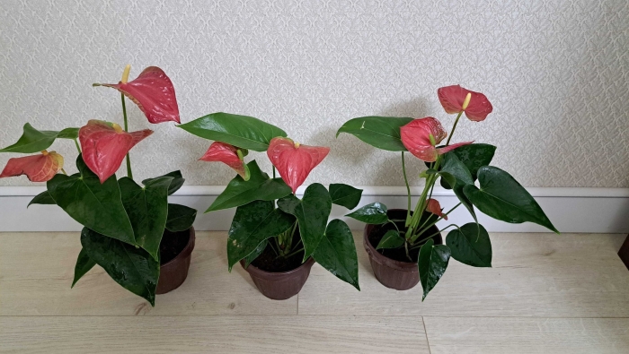 Антуриум мужское счастье