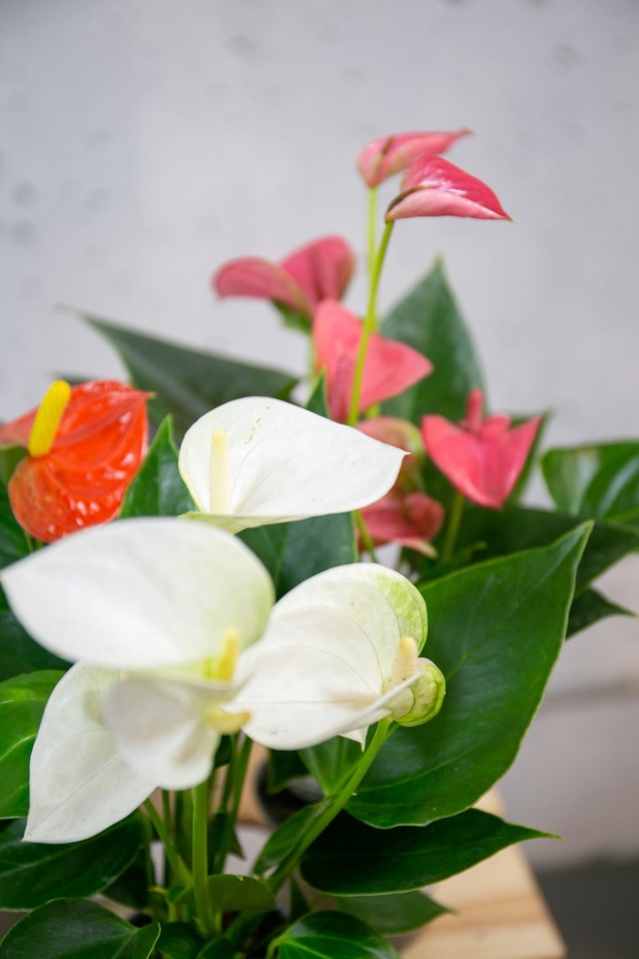 Антуриум зизу