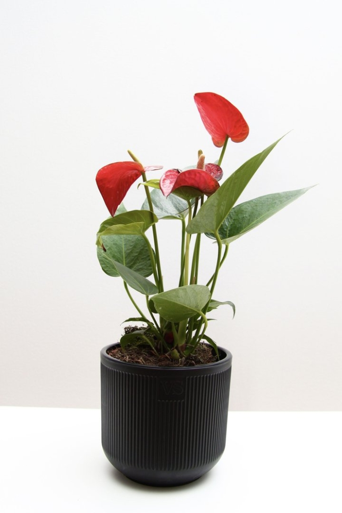 Антуриум андрианум саксес ред