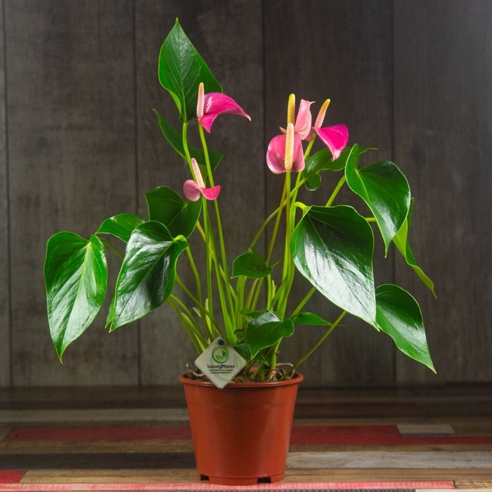 Антуриум ливиум ред