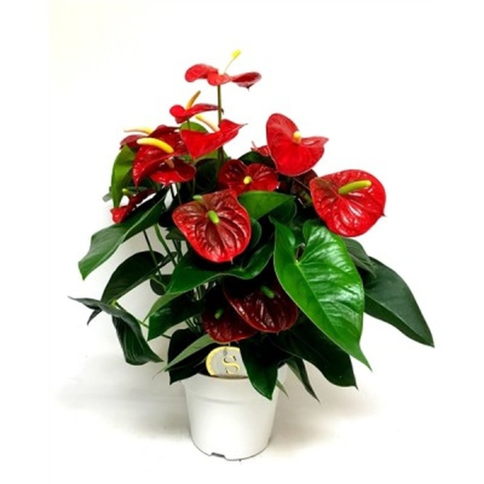 Антуриум белиза anthurium beliza