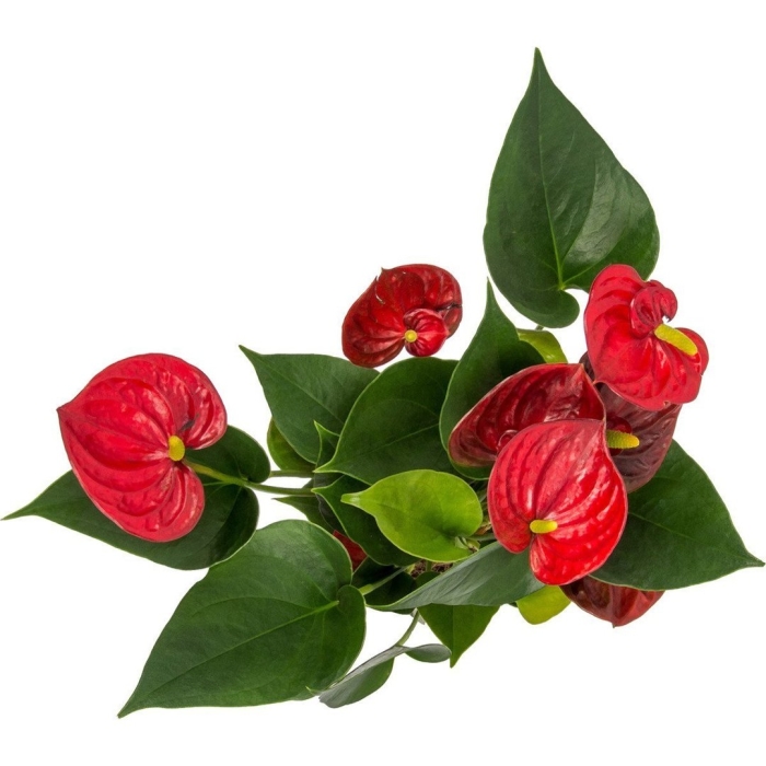 Антуриум diamond red