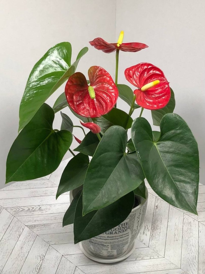 Антуриум в горшке