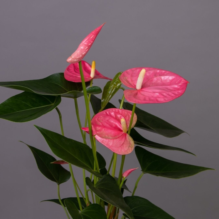 Антуриум pink