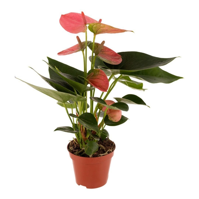 Антуриум андрианум чемпион розовый