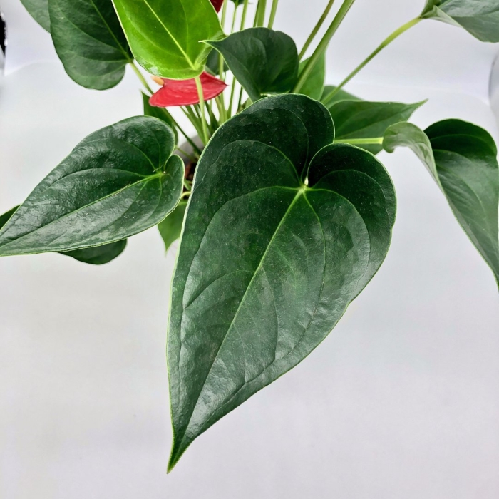 Антуриум андрианум эдисон