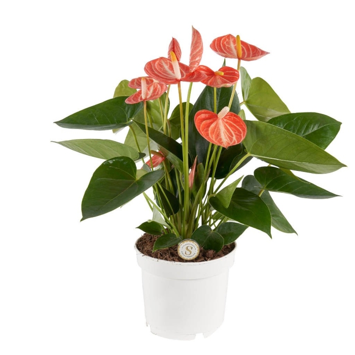 Антуриум ливиум оранж