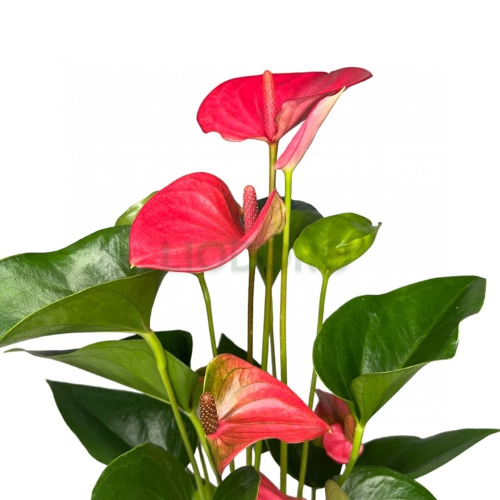 Антуриум андрианум