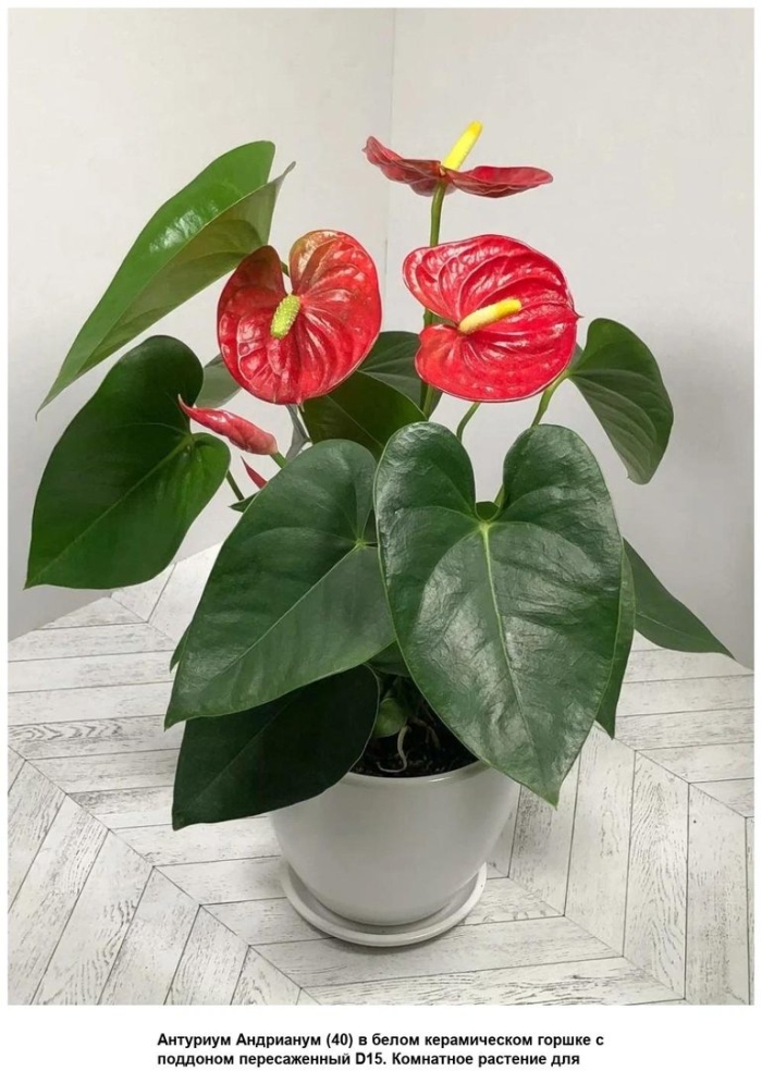 Антуриум шерцера
