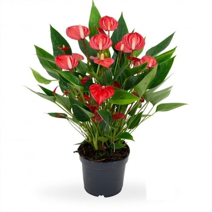 Антуриум миллион флауэрс