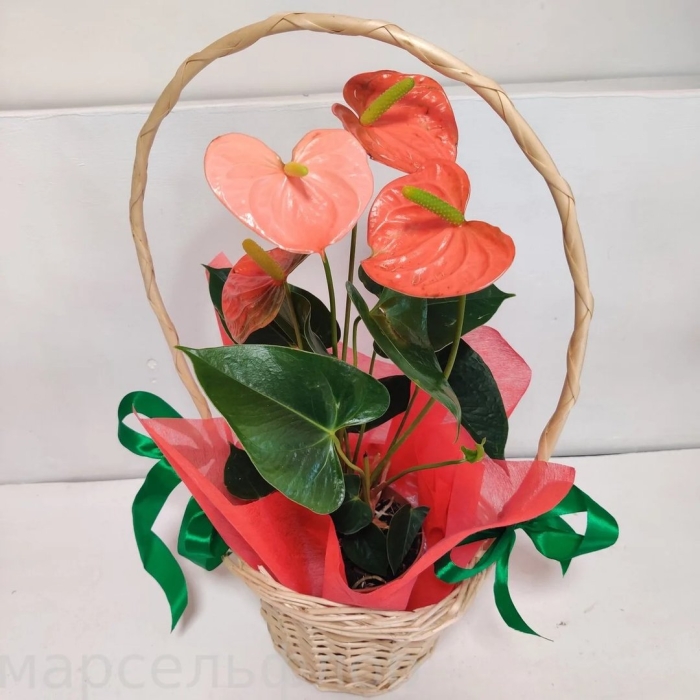 Антуриум без цветов