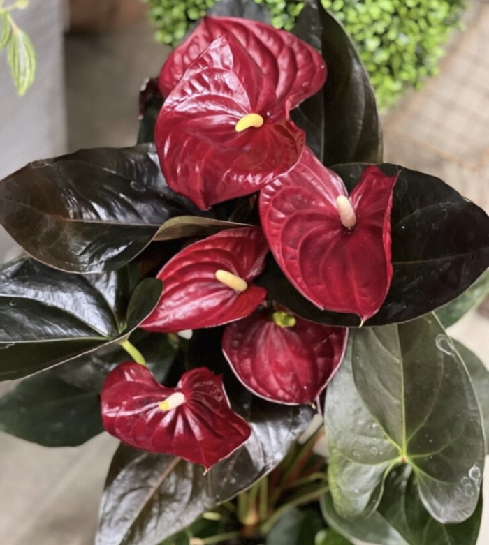 Антуриум андре - арамон