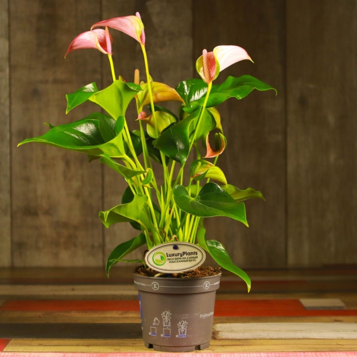 Антуриум спатифиллум розовый