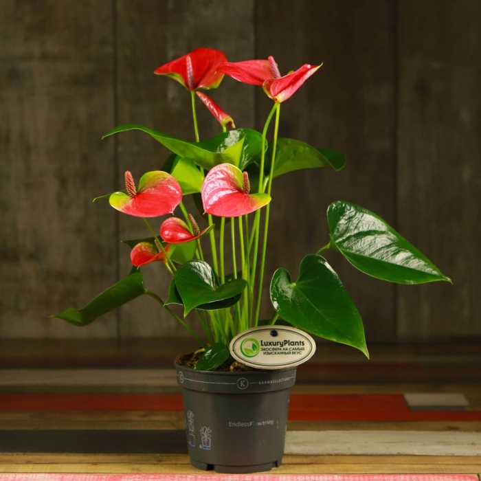 Антуриум великан