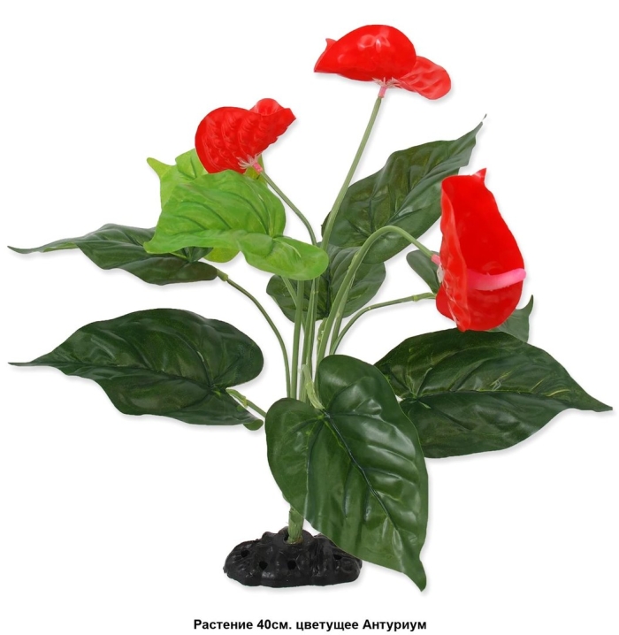 Красный антуриум цветок