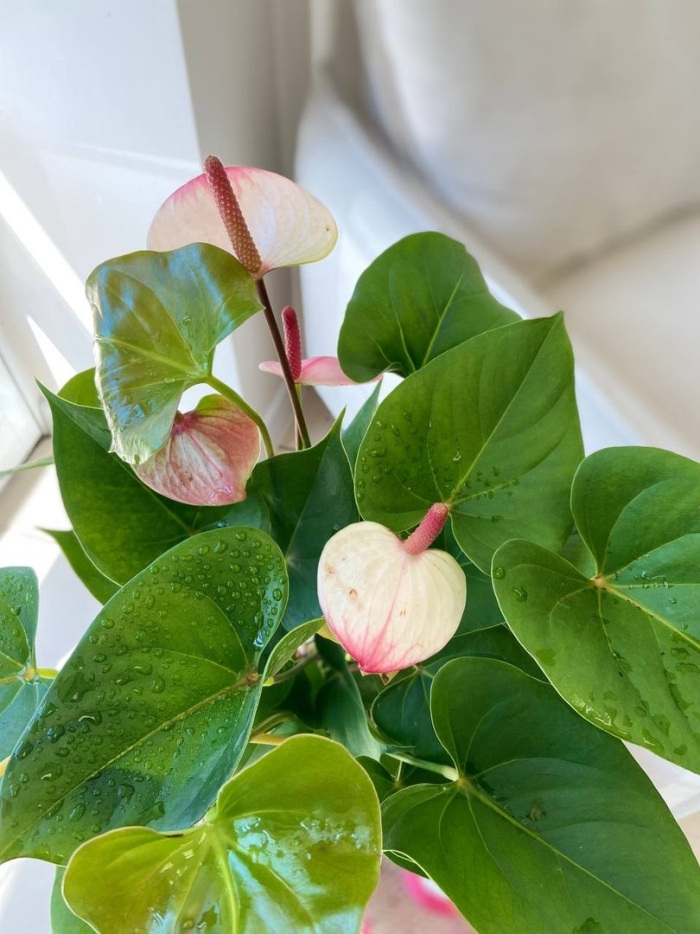 Антуриум амалия элеганс