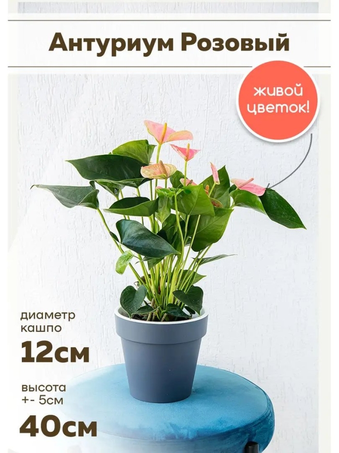 Антуриум андрианум чемпион розовый