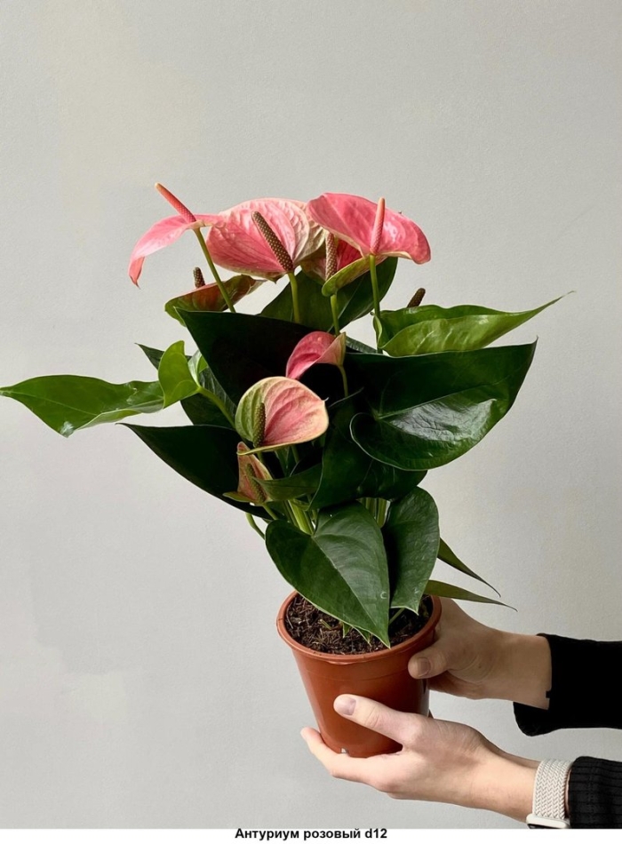 Антуриум андре пандола