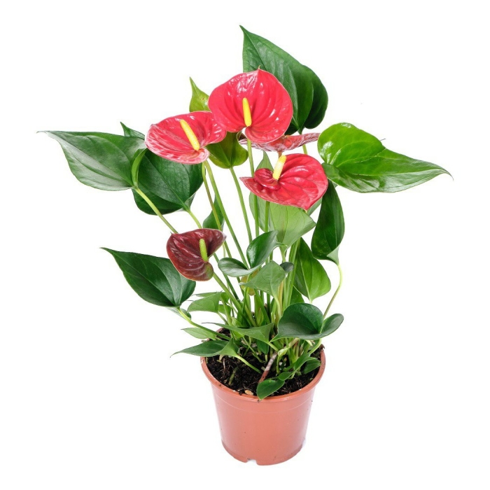 Антуриум андрианум ред виннер