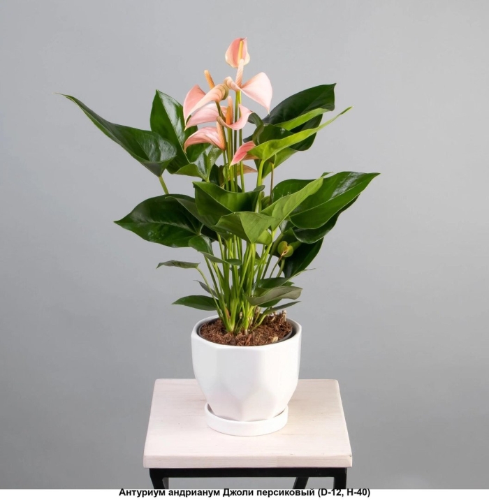 Антуриум андрианум джоли персиковый