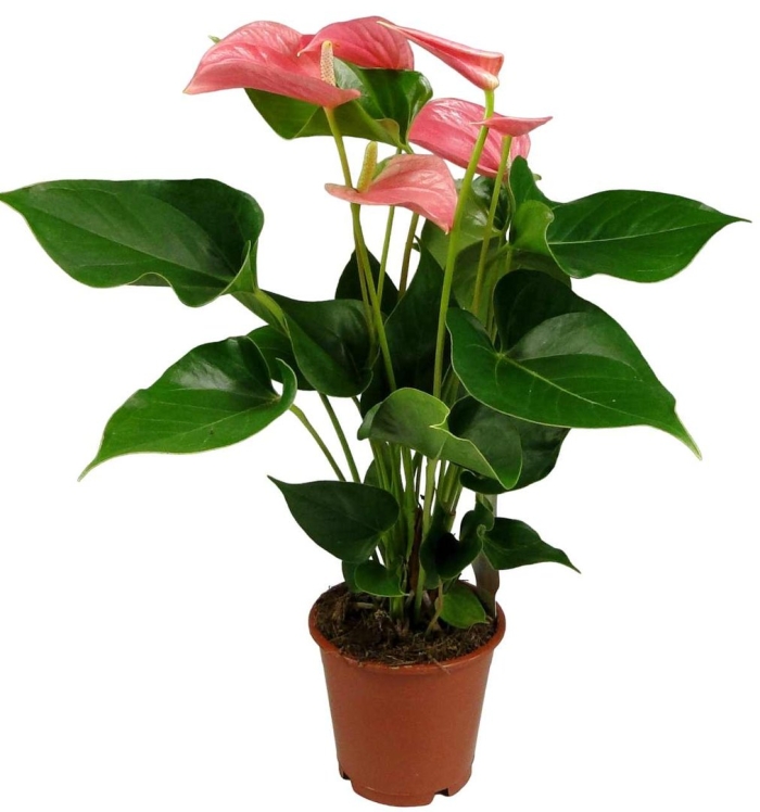 Горшечное растение антуриум