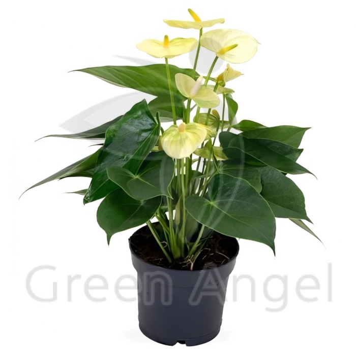 Антуриум ванилла