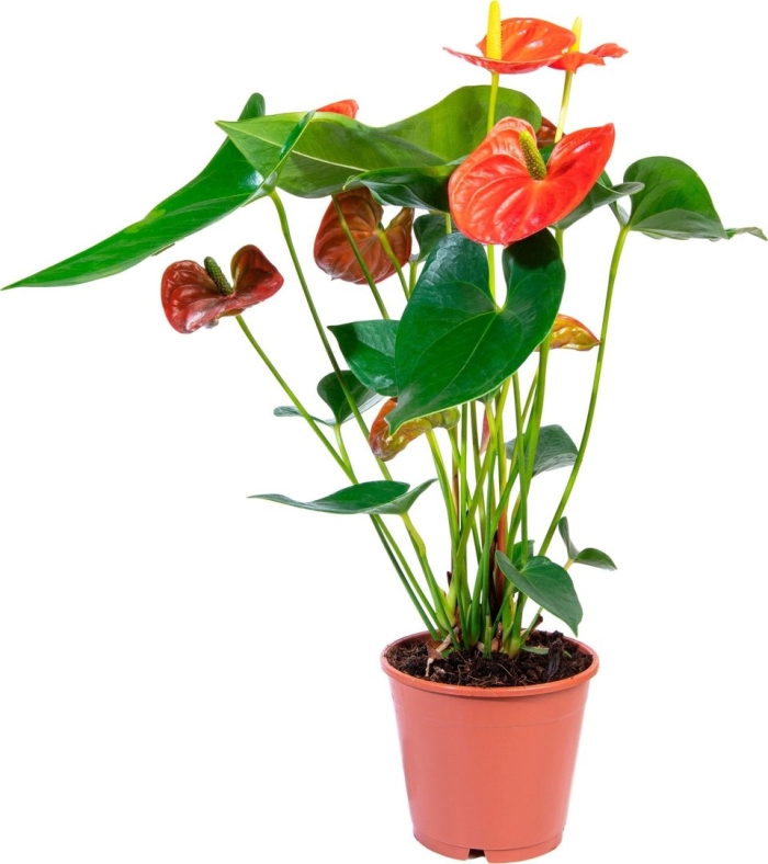 Антуриум orange champion