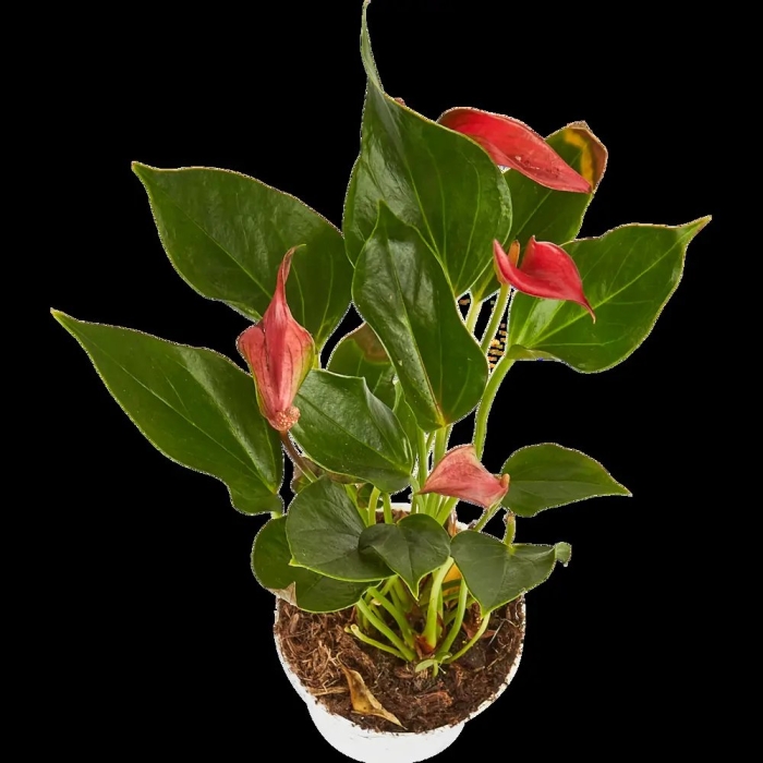 Антуриум андрианум