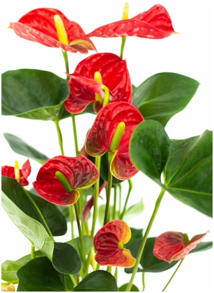 Антуриум микс