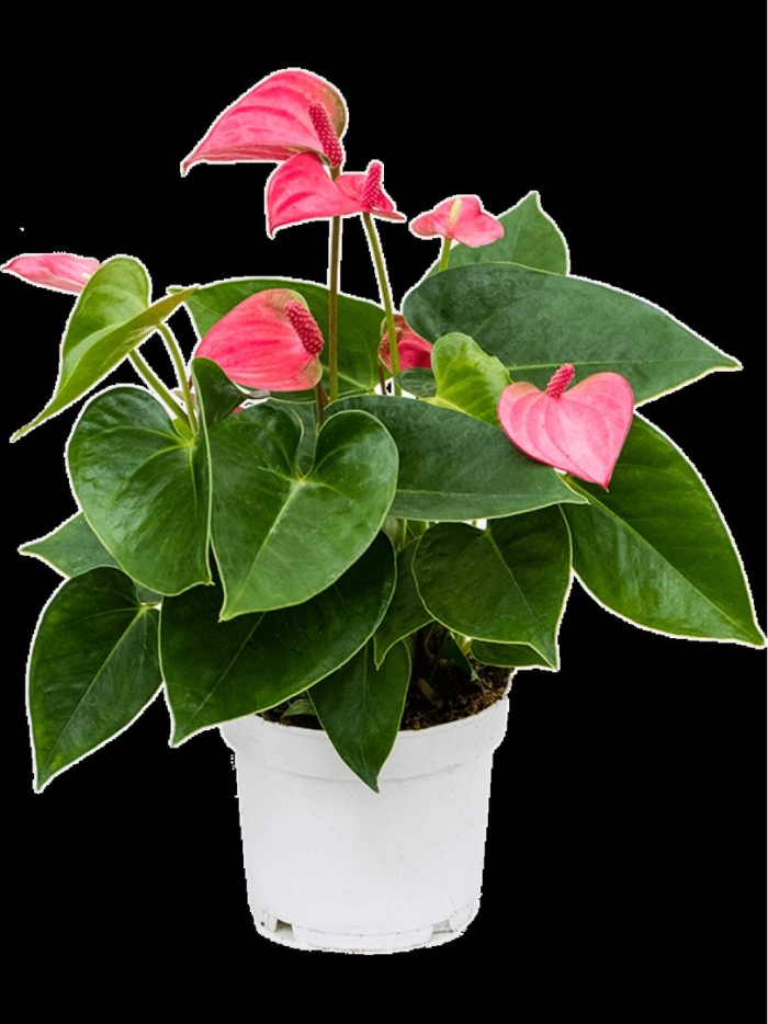 Антуриум андрианум розовый