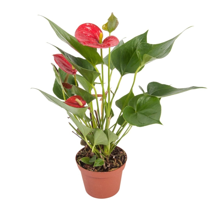 Антуриум многоцветковый