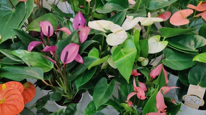 Антуриум андре микс