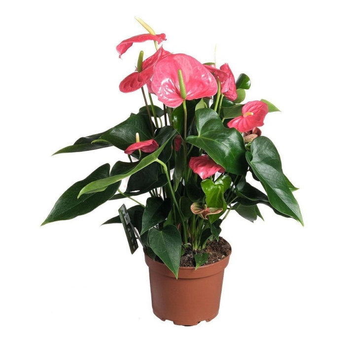 Антуриум андре колорадо