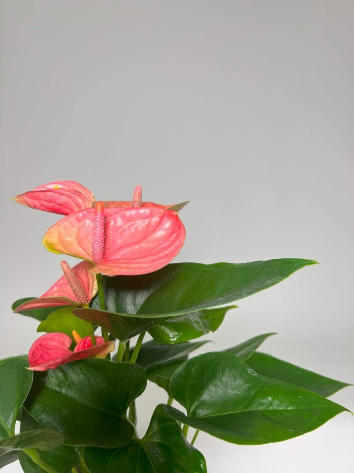 Антуриум андрианум колорадо