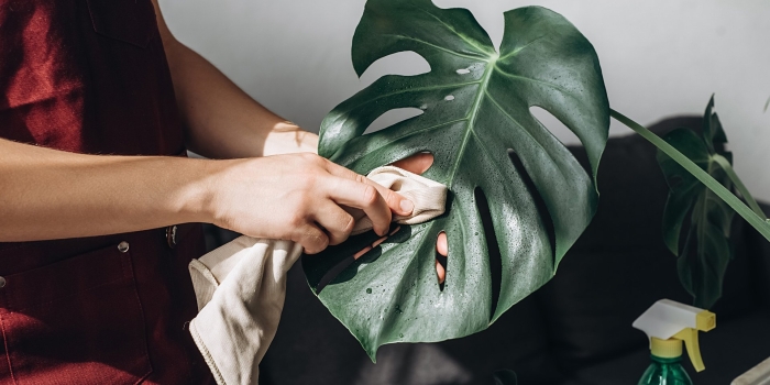 Комнатное растение монстера