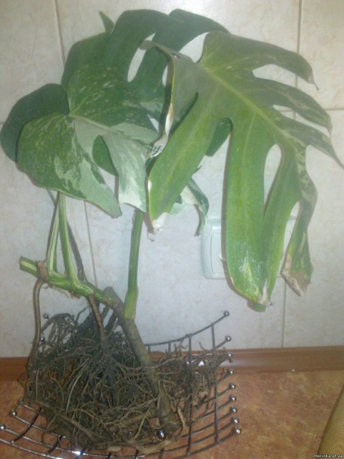 Монстера деликатесная корни