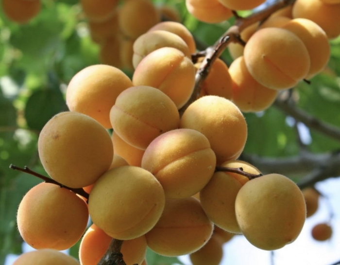 Абрикос обыкновенный