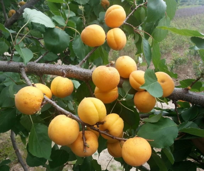 Колоновидный абрикос краснощекий