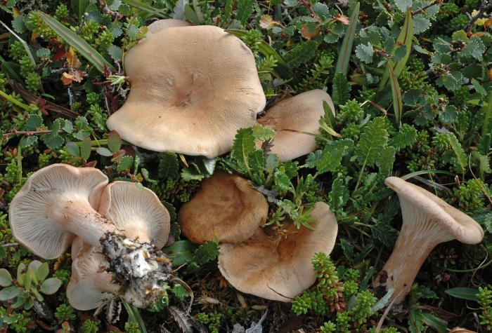 Говорушка подогнутая clitocybe geotropa