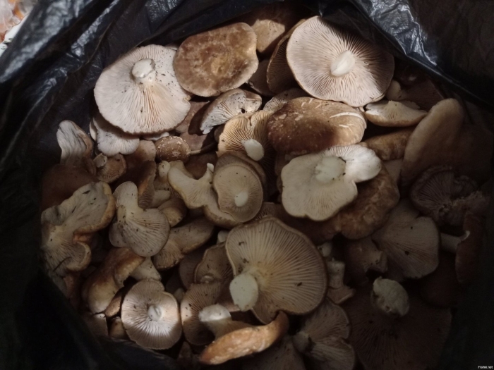 Гриб рядовка