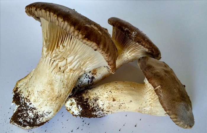 Степная вешенка однобочка